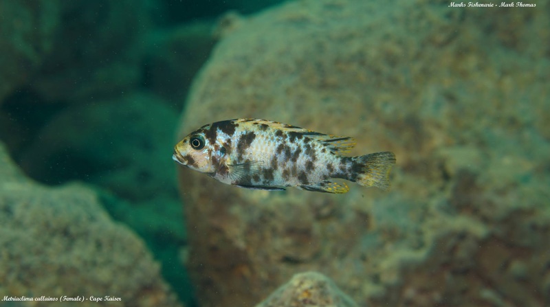 Maylandia callainos 'Cape Kaiser'